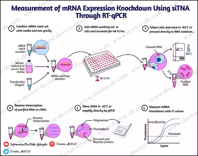 RT-PCR: Definition, Theory, Types, Steps, and Applications