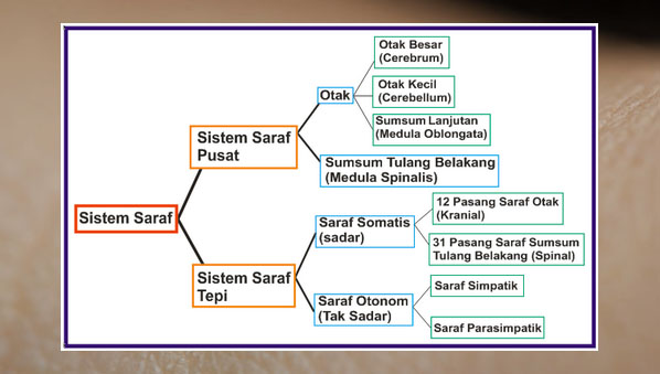  Jaringan  Saraf  Fungsi  Ciri Struktur Gambar dan 