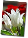 2448_2007-0104-white-tulips_s