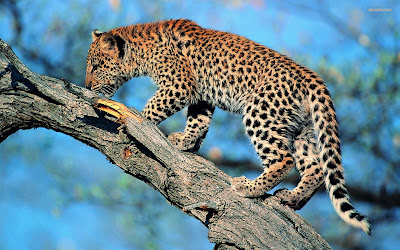 Leopard Wallpaper 2012