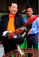 ayam bangkok juara