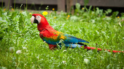nice-parrot-images-hd