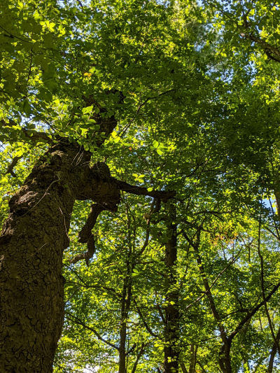 tupelo tree