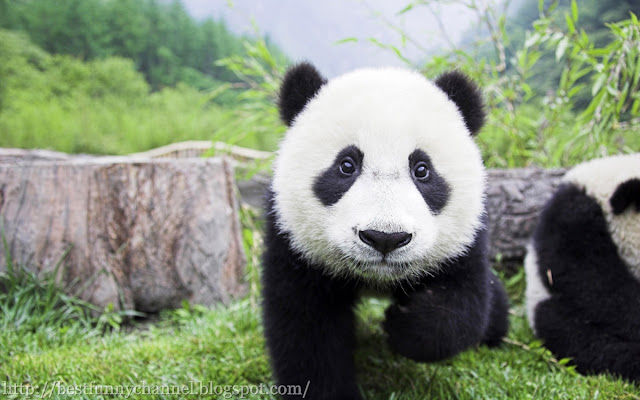 Funny little panda.