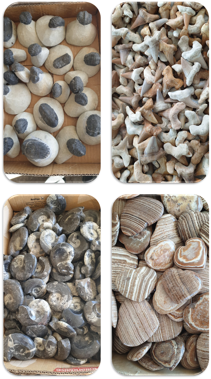Fossils products 2