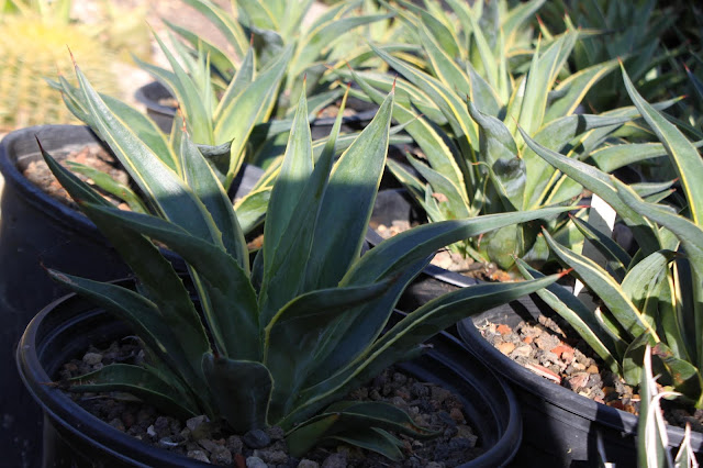 Agave desmetiana in 1 and 2 gal pots