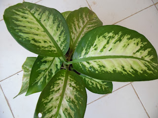 Dieffenbachia