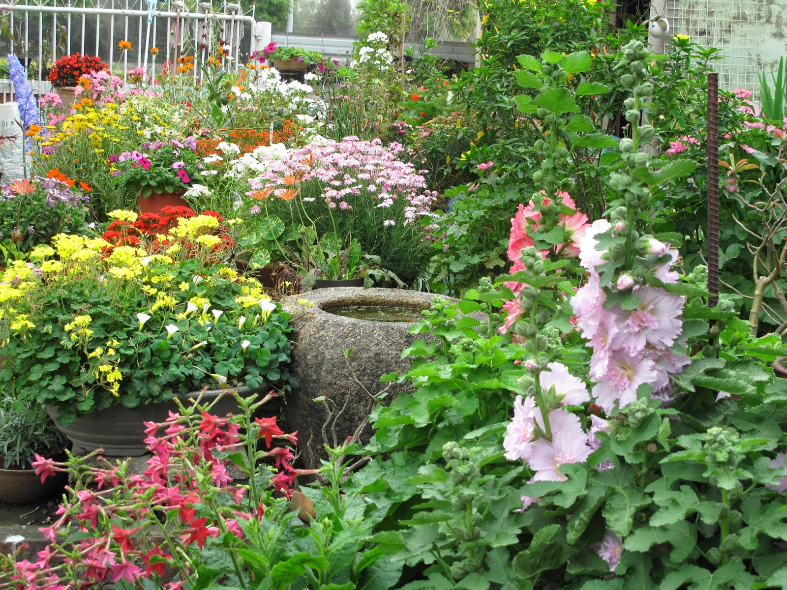 我的愛花園 滿庭花開心情愉快無比 園藝部落格 Igarden 花寶愛花園園藝文摘plus