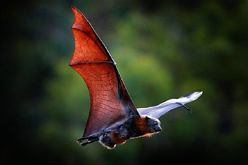 Cambio climático hace que los virus salten entre especies, los murciélagos poseen muchos virus