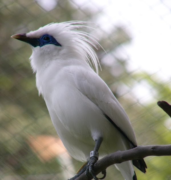  Gambar  Burung  Jalak  Bali GAMBAR  BURUNG  HIAS PIARAAN KICAU