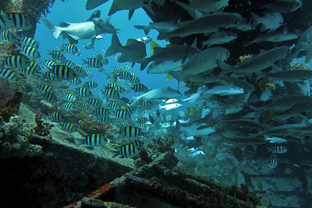 Lens and Cover Blog | Fishes around sunken pier in Gili Islands, Indonesia. 