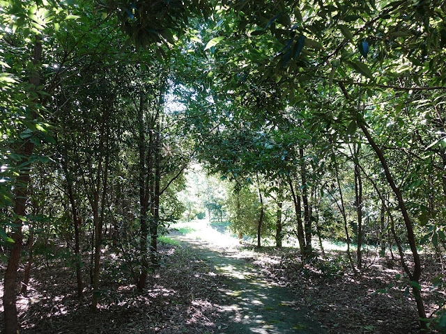 むきばんだ史跡公園の虫の森遊歩道