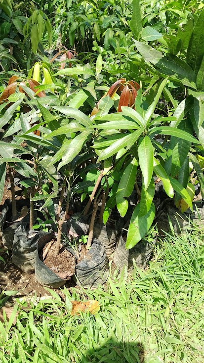 bibit mangga kelapa hasil stek okulasi cepat berbuah solusi tanaman masa kini Sumatra Barat