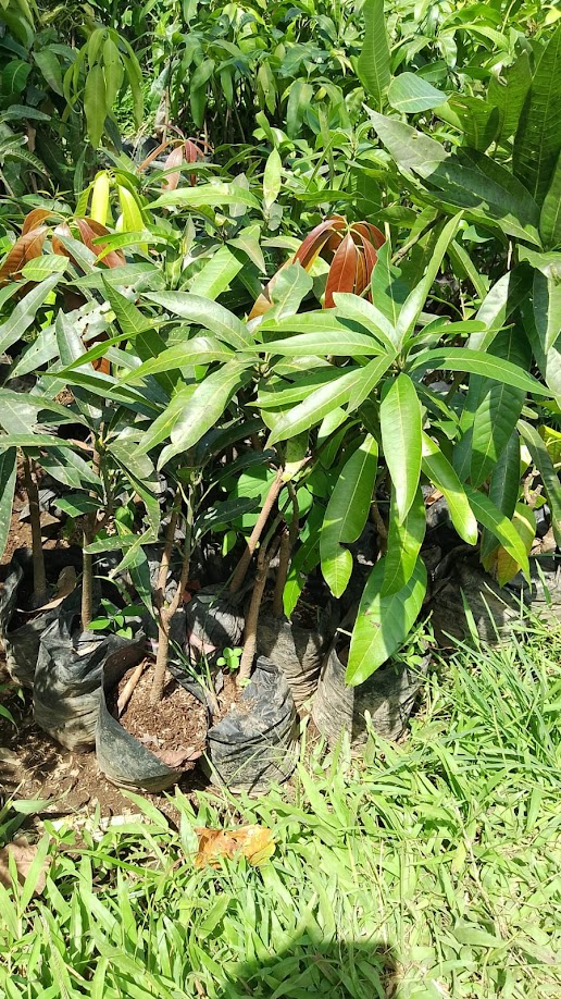 bibit mangga kelapa siap cepat berbuah distributor tanaman Jawa Barat