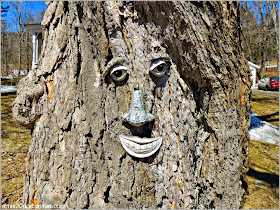 Maple Sugar Season en Massachusetts: Árboles con Caras en el Gould´s Sugar-House