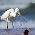 Western Reef Egret - White Morph