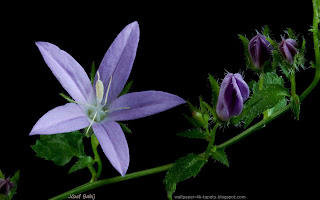 http://wallpaper-4k-tapety.blogspot.com/2015/02/dzwonek-poszarskiego-campanula.html