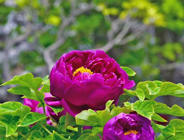 Paeonia flower photograph and introduction