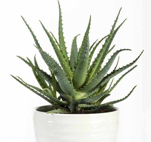 Aloe save from harmful substances