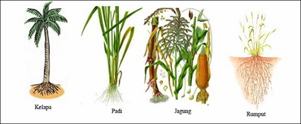 Contoh Tumbuhan Berakar Serabut