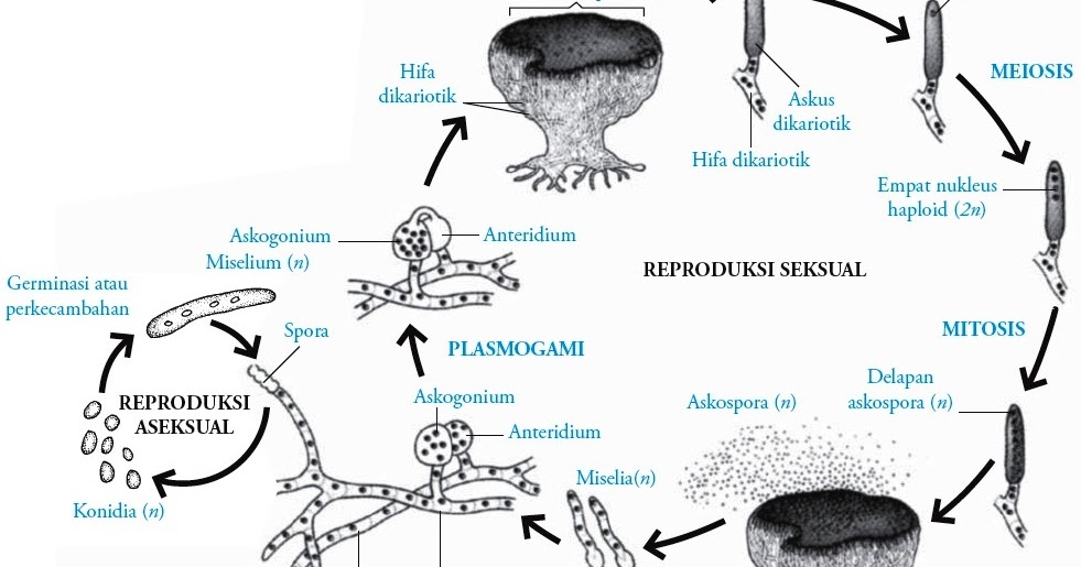 Ascomycotina : Fungi Pengertian Ciri-ciri Contoh 