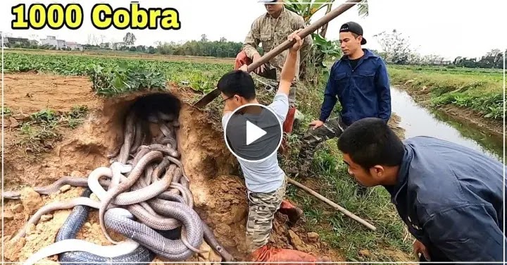 एक साथ 1000 कोबरा सापों ने किया हमला, बचने के लिए लगाया दिमाग लेकिन हुआ उल्टा