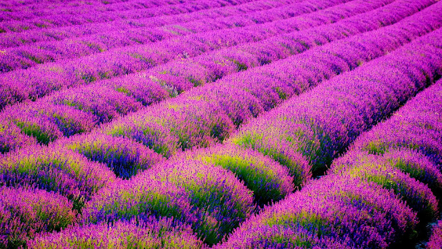 Lavender flowers field HD Wallpaper