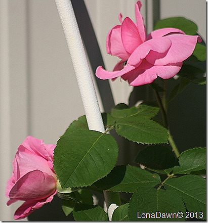 Rose_Gertrude_Jekyll