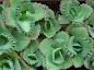 Kalanchoe laetivirens care and culture