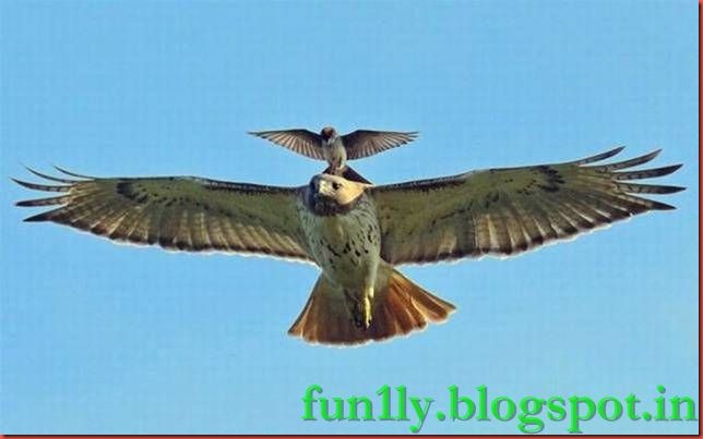 fun1ly.blogspot (25)