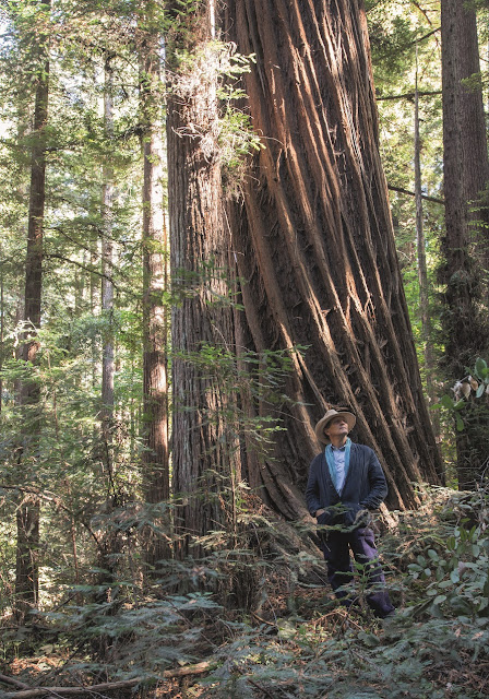 Monty Don amongst the redwoods in California