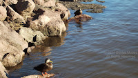 American black duck, Charlottetown Harbour, PEI, by Denise Motard