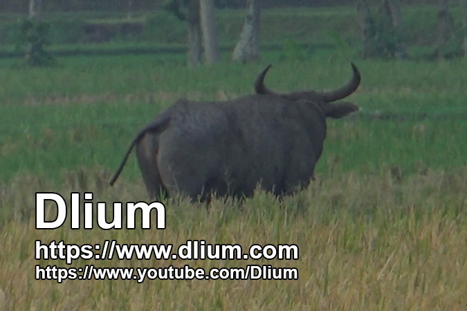 Dlium Water buffalo (Bubalus bubalis)