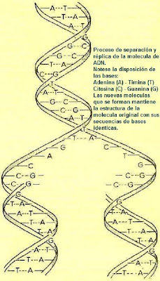 Modelo de la molécula de ADN replicandose.