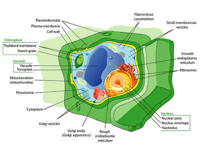 different part of cell
