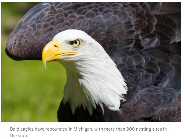 Bald Eagle in UP attacks 50 950$ drones in the state and sends bottom them to Lake Michigan