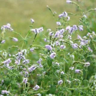Peppermint flowers in cultivation