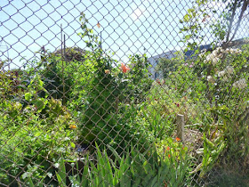 Dearborn Community Garden