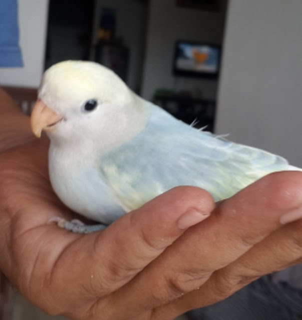 Bisnis Hobi Lovebird di Masa Pandemi, “Worth It” Nggak Sih?;Bisnis Hobi Yang Menguntungkan di Masa Pandemi, Masihkah Lovebird Menjadi Bisnis yang Meng