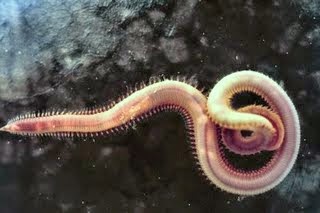 10 Contoh Hewan  Invertebrata  Avertebrata Beserta  Gambar  