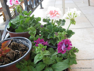 new geranium plants