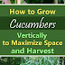 How to Grow Cucumbers Vertically