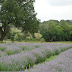 Provence in Texas: A Giveaway!!!