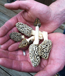 morels