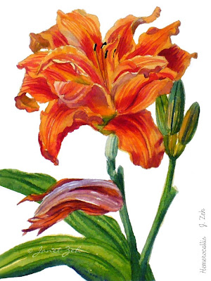 Orange Daylily botanical print