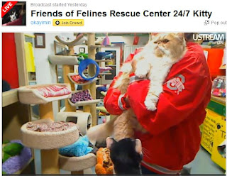 Friends of Felines Life Kitty Cam