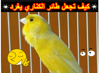 تغريد كناري