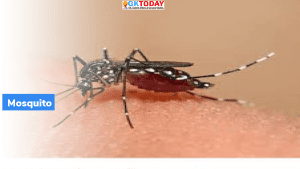 20 अगस्त: विश्व मच्छर दिवस (World Mosquito Day)