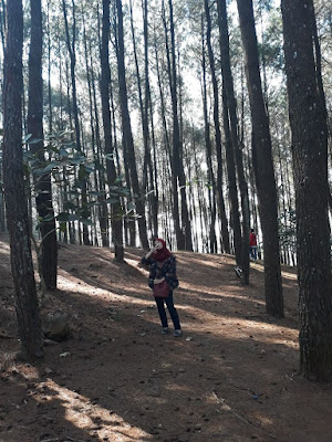 Hutan Pinus Pengger