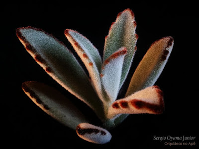 Suculenta Kalanchoe tomentosa